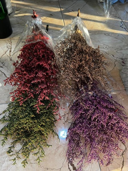 ليمونيوم مجفف