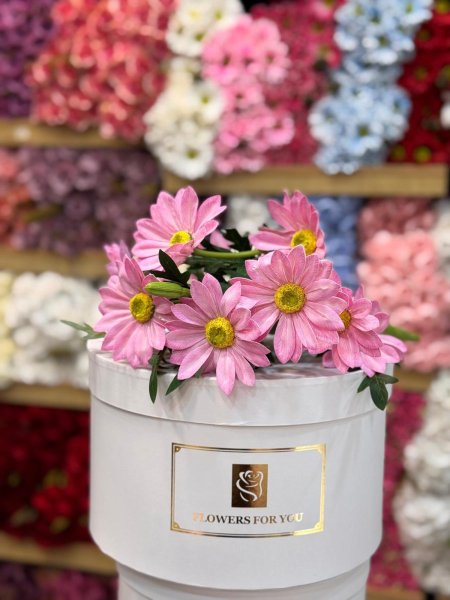 اقحوان سلكون