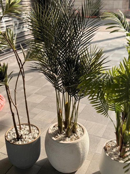 شجرة النخيل المميزة